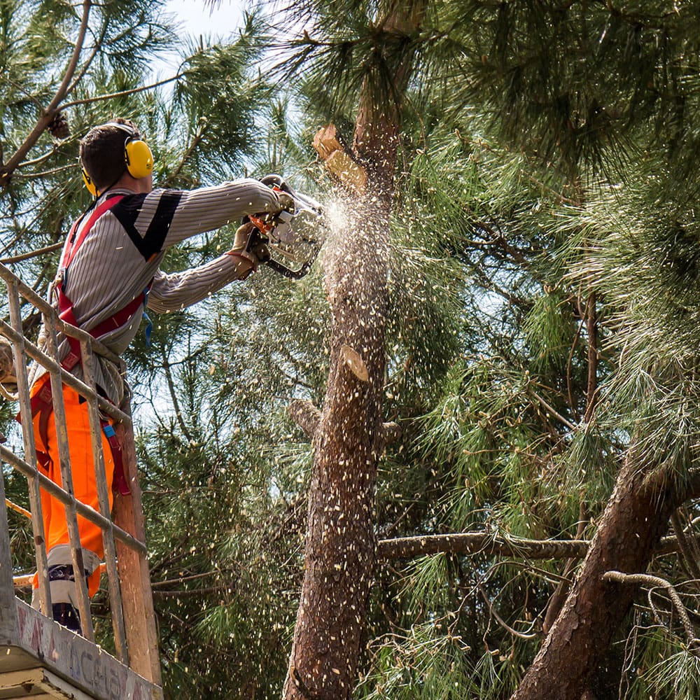 Arborist safely removing a large tree from a property