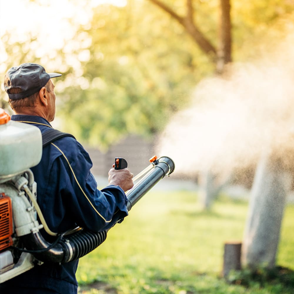 Find-Out-How-Much-Mosquito-Spraying-Really-Costs-and-Protect-Your-Home